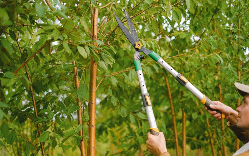 Tree trimming in Volga, WV