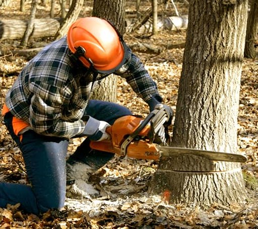 Tree Removal in Volga, WV